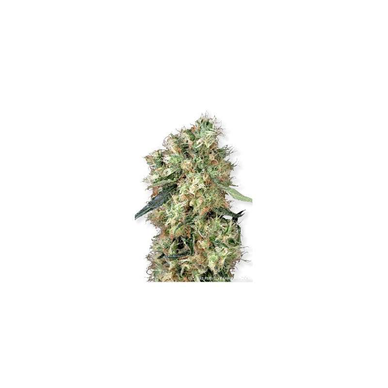 Dutch Haze® Cannabis Seeds (Discontinued) | Dutch Passion