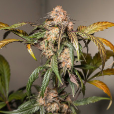 Kupujte konopná semena Auto Trichome & Cream® | Dutch Passion CZ Kupujte konopná semena Auto Trichome & Cream® | Dutch Passion CZ