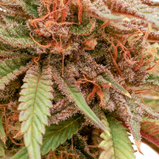 Semi di Cannabis di Durban Dew (Semi di Cannabis femminizzati) | Dutch Passion IT Semi di Cannabis di Durban Dew (Semi di Cannabis femminizzati) | Dutch Passion IT