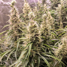 Fat Pete's Cookies Auto Fat Pete's Cookies Auto