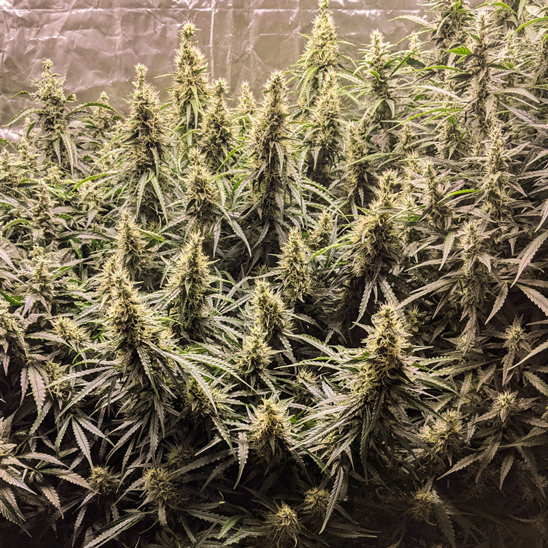 Fat Pete's Cookies Auto Fat Pete's Cookies Auto