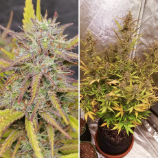 Fat Pete's Cookies Auto Fat Pete's Cookies Auto