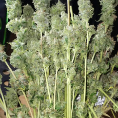 Auto Bruce Lemon Diesel Auto Bruce Lemon Diesel