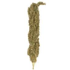 Mekong High® Cannabis Seeds (Discontinued) | Dutch Passion