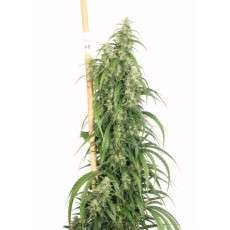 Mekong High® Cannabis Seeds (Discontinued) | Dutch Passion
