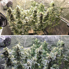 Lemon OG Lemon OG