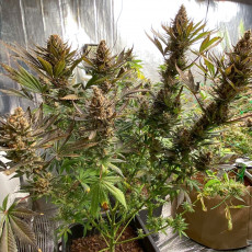 Bruce Lemon Diesel Bruce Lemon Diesel