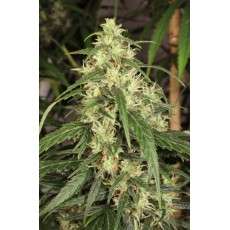 Mekong High® Cannabis Seeds (Discontinued) | Dutch Passion