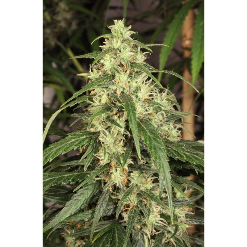 Mekong High® Cannabis Seeds (Discontinued) | Dutch Passion