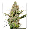 Buy Karel's Cookies Regular Seeds from Super Sativa Seed Club