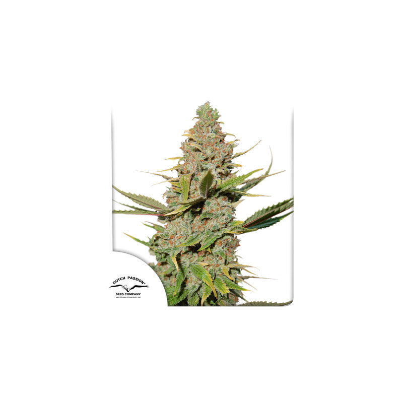 Buy Karel's Cookies Regular Seeds from Super Sativa Seed Club