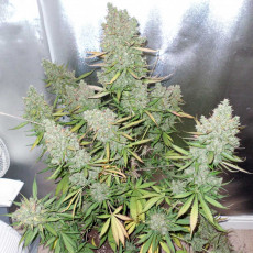 Buy Auto Blueberry® Autoflower Cannabis Seeds | Dutch Passion UK Buy Auto Blueberry® Autoflower Cannabis Seeds | Dutch Passion UK
