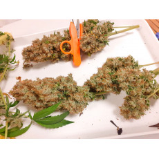 CBG-Force® CBG-Force®