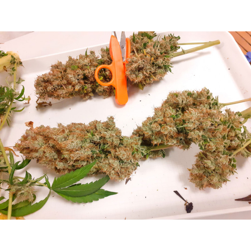 CBG-Force® CBG-Force®