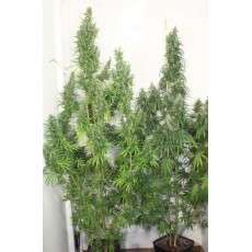 Mekong High® Cannabis Seeds (Discontinued) | Dutch Passion