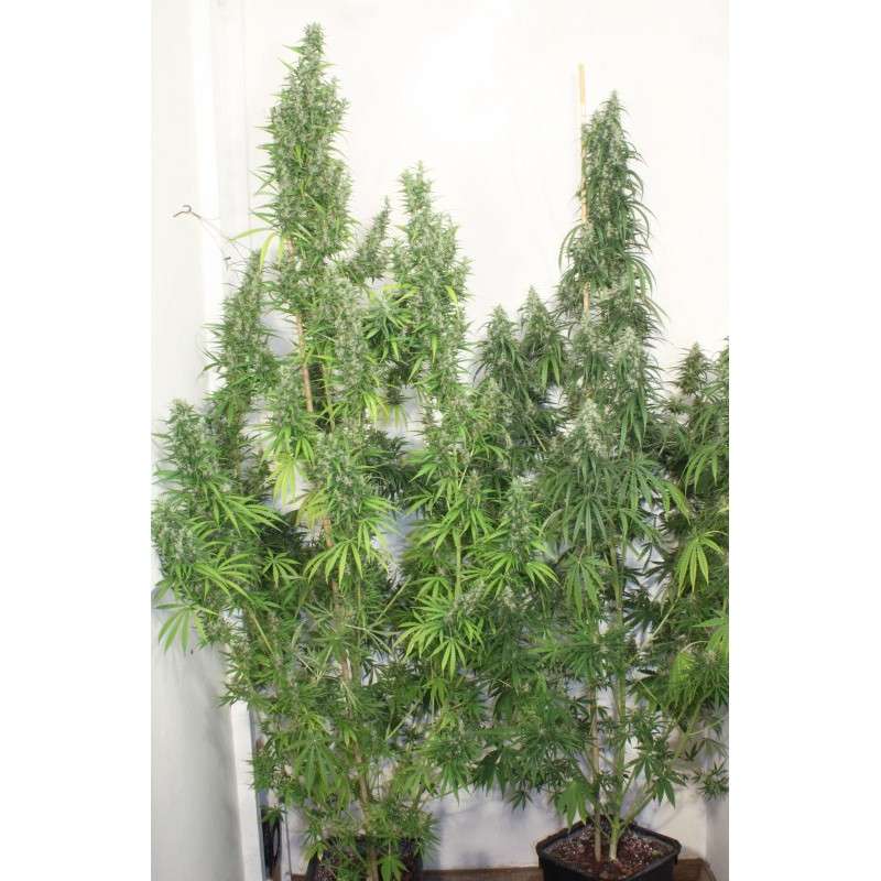 Mekong High® Cannabis Seeds (Discontinued) | Dutch Passion
