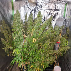 Buy Auto CBD-Victory® Feminised Seeds | Dutch Passion UK Buy Auto CBD-Victory® Feminised Seeds | Dutch Passion UK