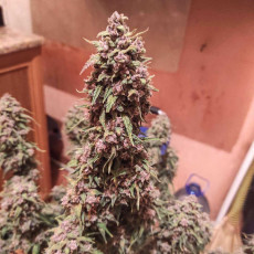 Buy Auto Desfrán® Feminised Cannabis Seeds | Dutch Passion UK