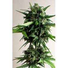 PolarLight #3® Cannabis Seeds (Discontinued) | Dutch Passion