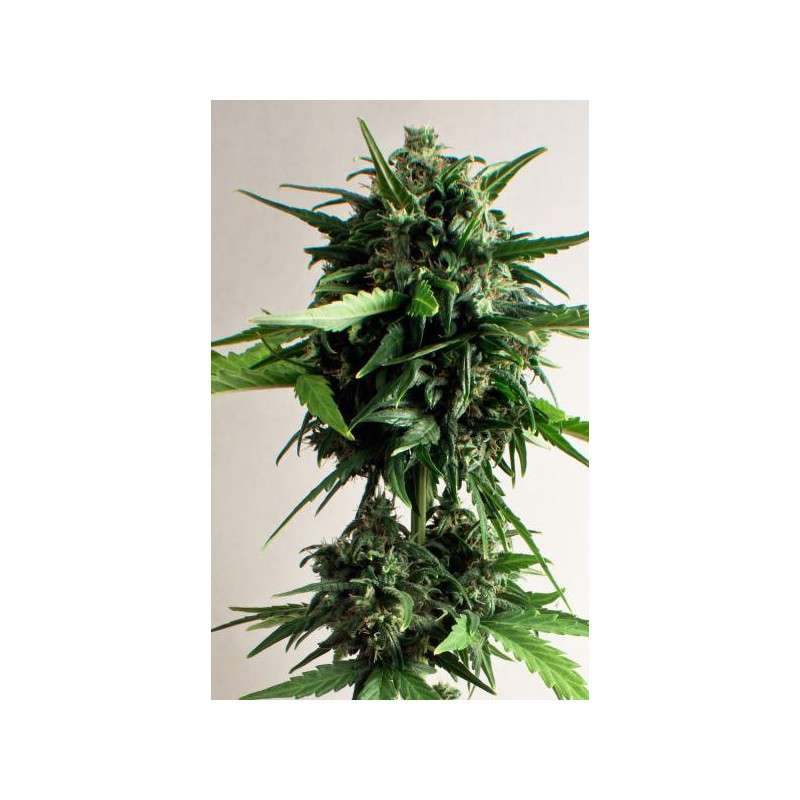 PolarLight #3® Cannabis Seeds (Discontinued) | Dutch Passion