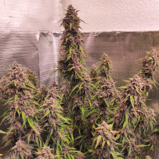 Buy Auto Desfrán® Feminised Cannabis Seeds | Dutch Passion UK