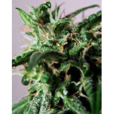 PolarLight #3® Cannabis Seeds (Discontinued) | Dutch Passion