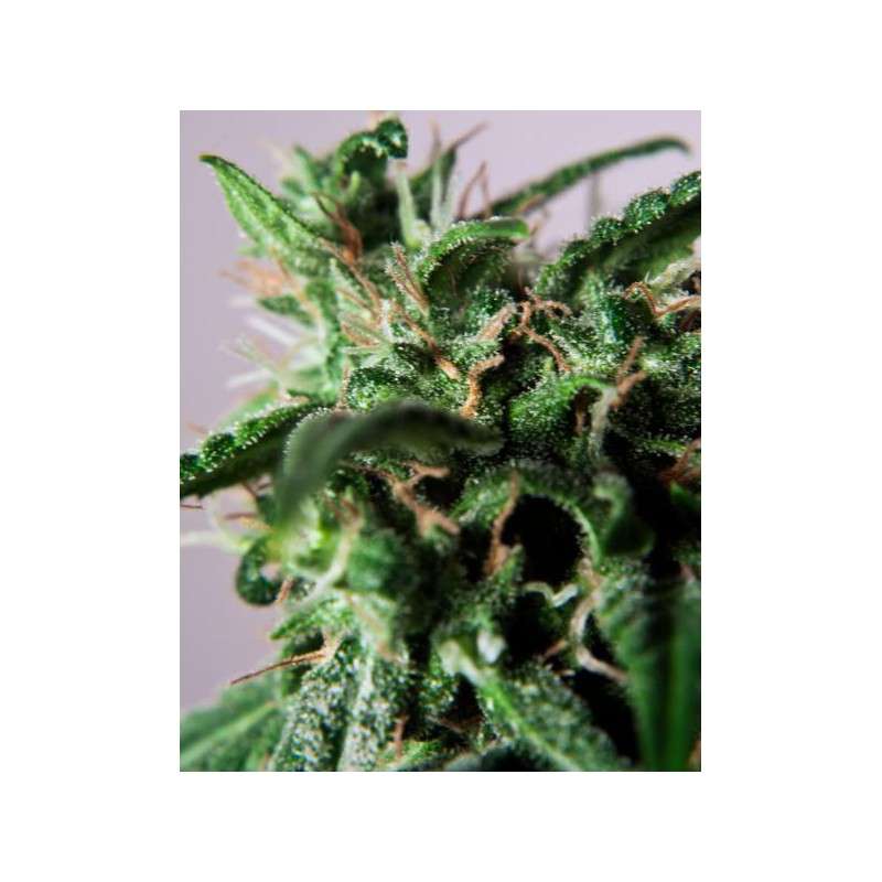 PolarLight #3® Cannabis Seeds (Discontinued) | Dutch Passion