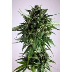 PolarLight #3® Cannabis Seeds (Discontinued) | Dutch Passion
