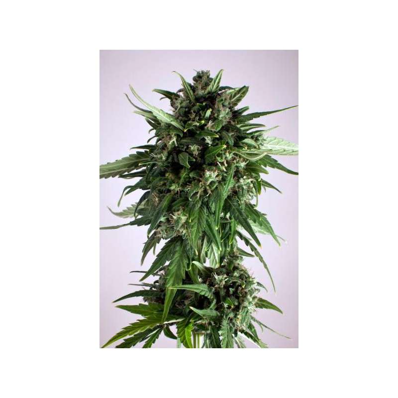 PolarLight #3® Cannabis Seeds (Discontinued) | Dutch Passion