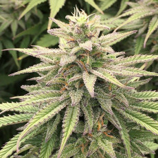 Kup feminizowane nasiona CBD Skunk Haze® | Dutch Passion PL Kup feminizowane nasiona CBD Skunk Haze® | Dutch Passion PL