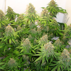 Kup feminizowane nasiona CBD Skunk Haze® | Dutch Passion PL Kup feminizowane nasiona CBD Skunk Haze® | Dutch Passion PL