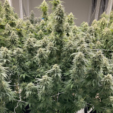 Kup feminizowane nasiona CBD Skunk Haze® | Dutch Passion PL Kup feminizowane nasiona CBD Skunk Haze® | Dutch Passion PL