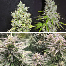 Kup feminizowane nasiona CBD Skunk Haze® | Dutch Passion PL Kup feminizowane nasiona CBD Skunk Haze® | Dutch Passion PL
