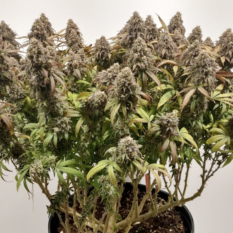 Купите Феминизированные Семена CBD Charlotte's Angel® | Dutch Passion Купите Феминизированные Семена CBD Charlotte's Angel® | Dutch Passion