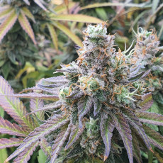 Купите Феминизированные Семена CBD Charlotte's Angel® | Dutch Passion Купите Феминизированные Семена CBD Charlotte's Angel® | Dutch Passion
