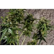 PolarLight #3® Cannabis Seeds (Discontinued) | Dutch Passion