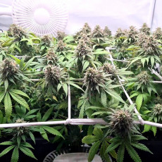 Купите Феминизированные Семена CBD Charlotte's Angel® | Dutch Passion Купите Феминизированные Семена CBD Charlotte's Angel® | Dutch Passion