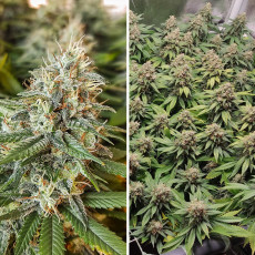 Kup nasiona Amsterdam Amnesia® | Dutch Passion PL Kup nasiona Amsterdam Amnesia® | Dutch Passion PL