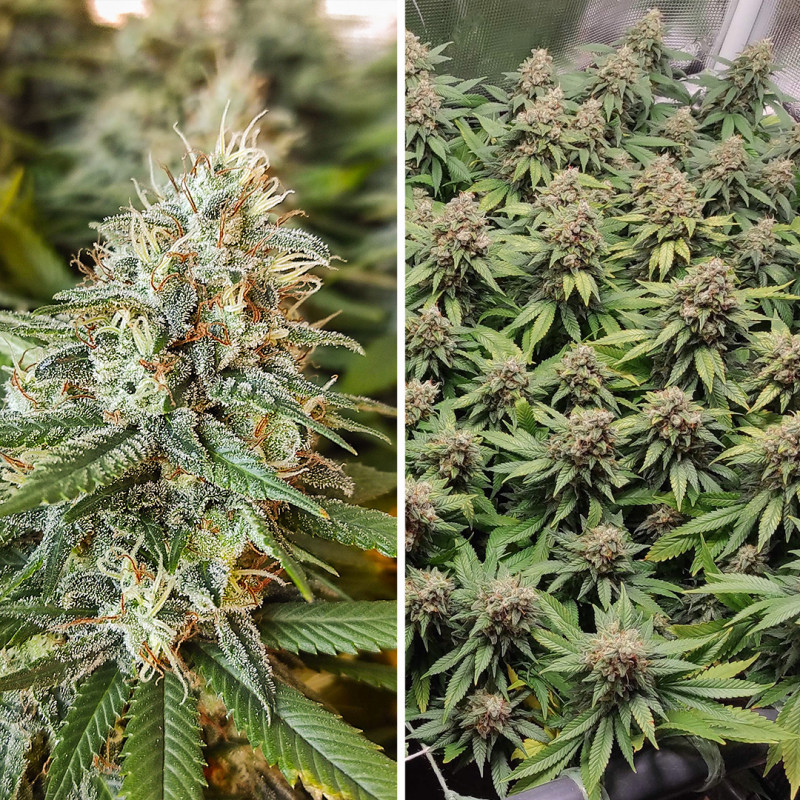 Kup nasiona Amsterdam Amnesia® | Dutch Passion PL Kup nasiona Amsterdam Amnesia® | Dutch Passion PL