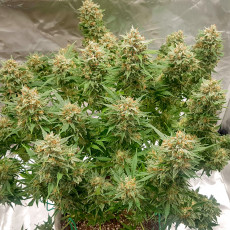 Buy Auto Banana Blaze® Autoflower Cannabis Seeds | Dutch Passion UK