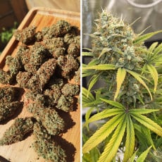 Buy Auto Banana Blaze® Autoflower Cannabis Seeds | Dutch Passion UK