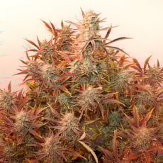 Buy Auto Banana Blaze® Autoflower Cannabis Seeds | Dutch Passion UK