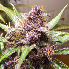 Auto Blackberry Kush® - Semi di Cannabis Autofiorenti | Dutch Passion Auto Blackberry Kush® - Semi di Cannabis Autofiorenti | Dutch Passion