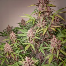 Auto Blackberry Kush® - Semi di Cannabis Autofiorenti | Dutch Passion Auto Blackberry Kush® - Semi di Cannabis Autofiorenti | Dutch Passion