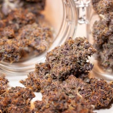 Auto Blackberry Kush® - Semi di Cannabis Autofiorenti | Dutch Passion Auto Blackberry Kush® - Semi di Cannabis Autofiorenti | Dutch Passion