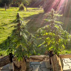Auto Mazar® - Autoflower Cannabis-Samen Kaufen | Dutch Passion DE Auto Mazar® - Autoflower Cannabis-Samen Kaufen | Dutch Passion DE