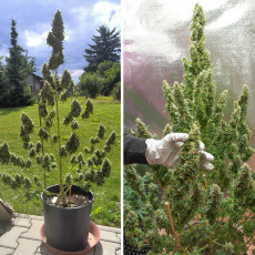 Auto Mazar® - Autoflower Cannabis-Samen Kaufen | Dutch Passion DE Auto Mazar® - Autoflower Cannabis-Samen Kaufen | Dutch Passion DE