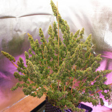 Auto Mazar® - Autoflower Cannabis-Samen Kaufen | Dutch Passion DE Auto Mazar® - Autoflower Cannabis-Samen Kaufen | Dutch Passion DE
