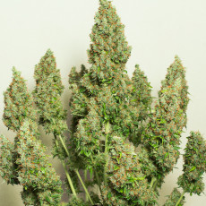 Auto Mazar® - Autoflower Cannabis-Samen Kaufen | Dutch Passion DE Auto Mazar® - Autoflower Cannabis-Samen Kaufen | Dutch Passion DE
