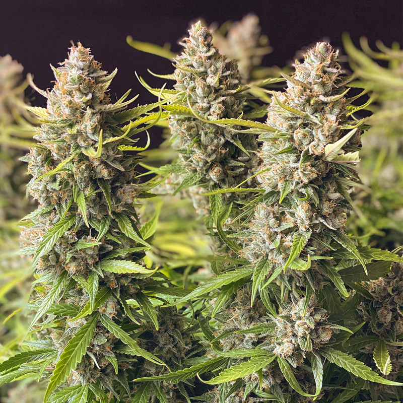Auto Orange Bud® - Semillas Cannabis Autoflorecientes | Dutch Passion Auto Orange Bud® - Semillas Cannabis Autoflorecientes | Dutch Passion
